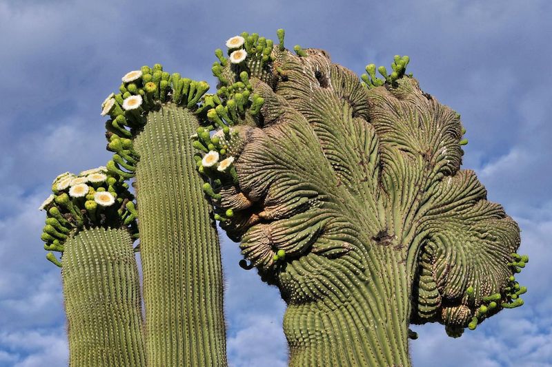 Crested Saguaro