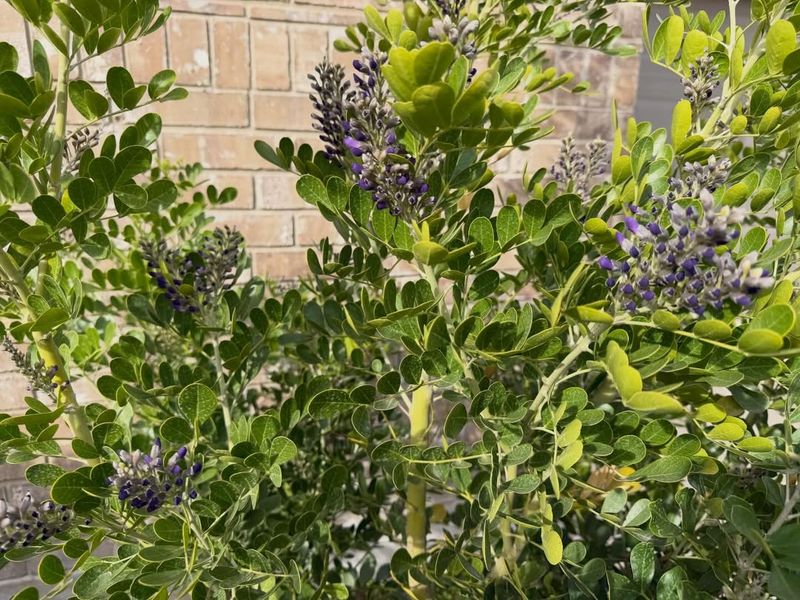 Texas Mountain Laurel