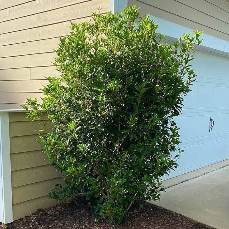 Fragrant Tea Olive (Osmanthus fragrans)