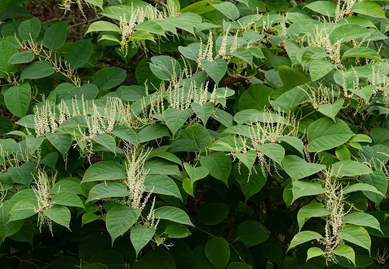 Japanese Knotweed 