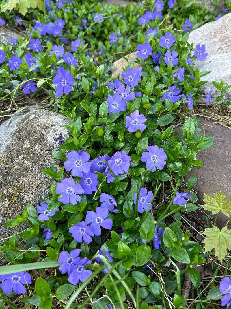 Periwinkle (Vinca minor)