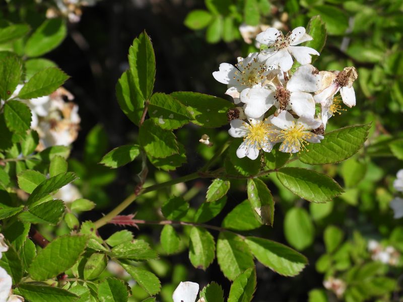 Multiflora Rose