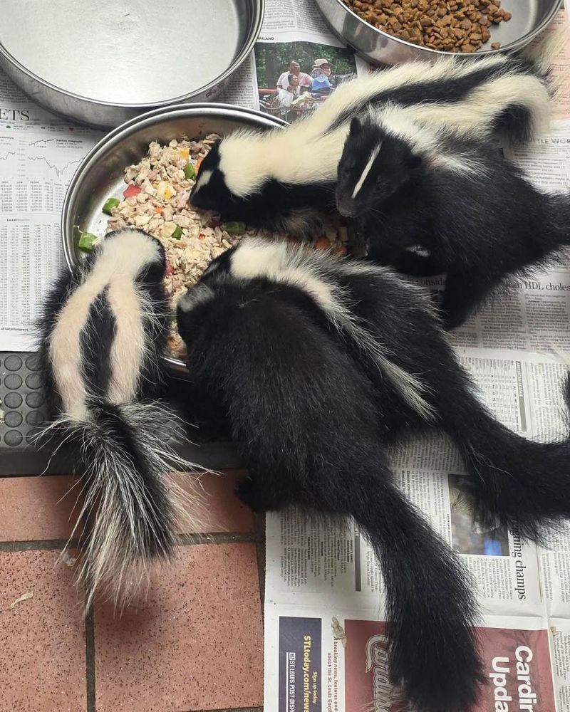 Remove Food Sources Right Away