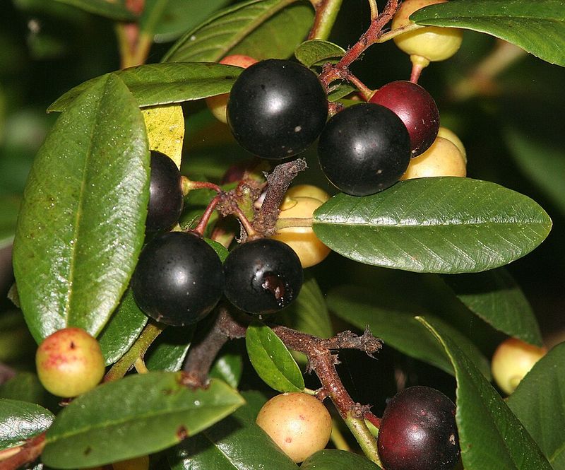 Coffeeberry