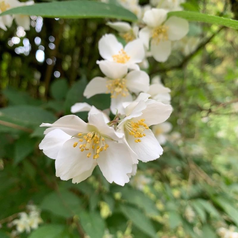California Mock Orange