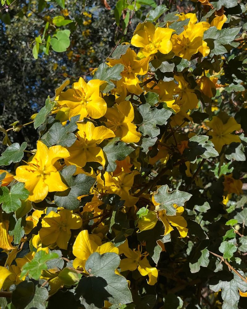 Flannelbush 