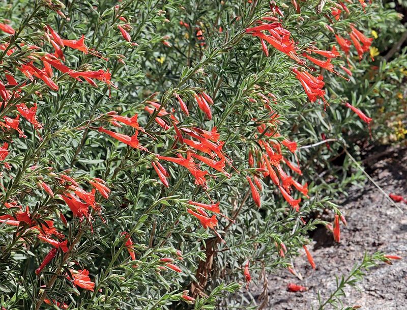 California Fuchsia Adds Late Season Color And Pollinators