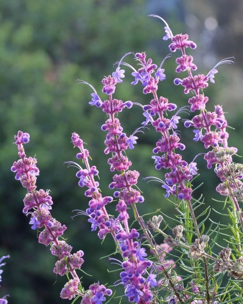 Woolly Blue Curls Striking Purple Spikes