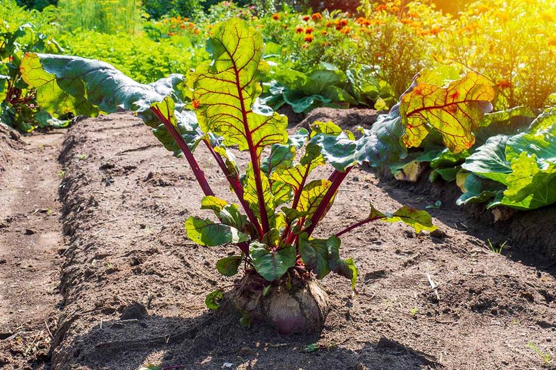 Beets Add Color And Steady Garden Progress