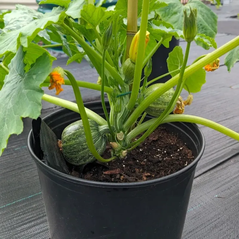 Zucchini Grows Quickly And Produces Early In The Season