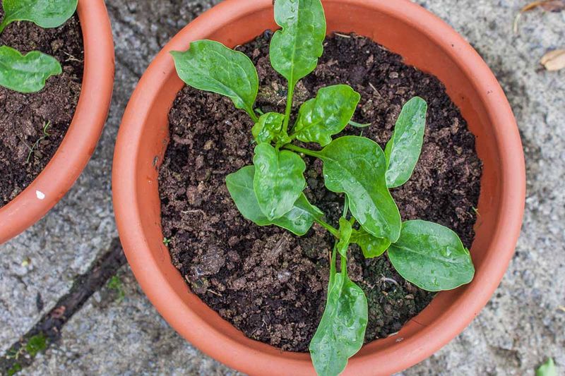 Spinach Handles Cool Weather And Grows At Speed