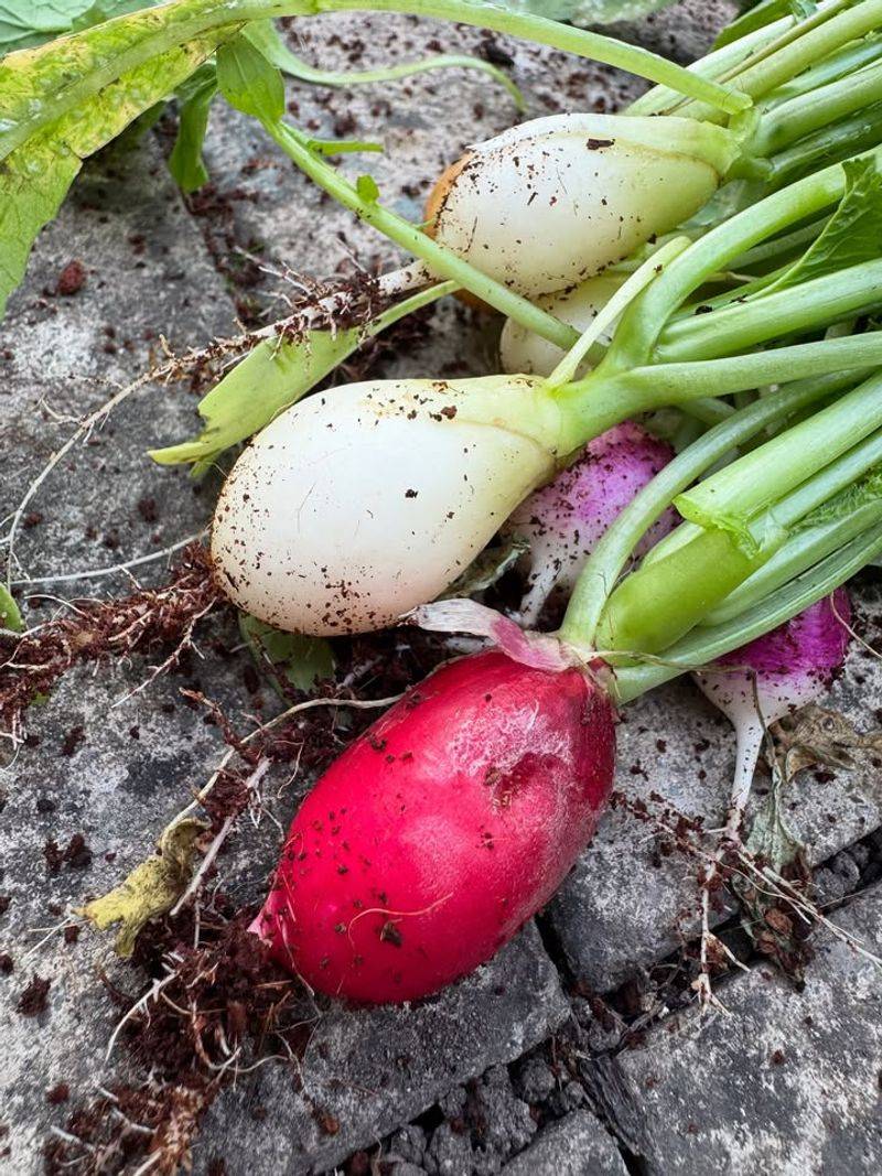 Radishes Ready In Just Weeks