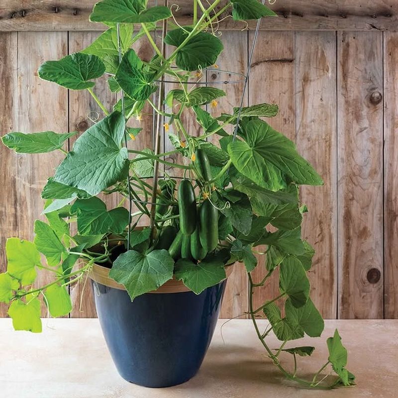 Cucumbers For Fresh Crunch In Small Spaces