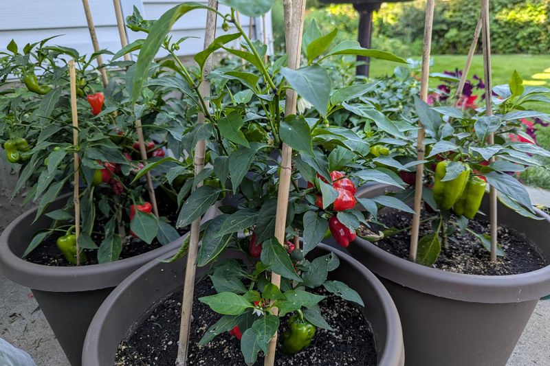 Peppers Thrive Once Soil And Air Temperatures Rise