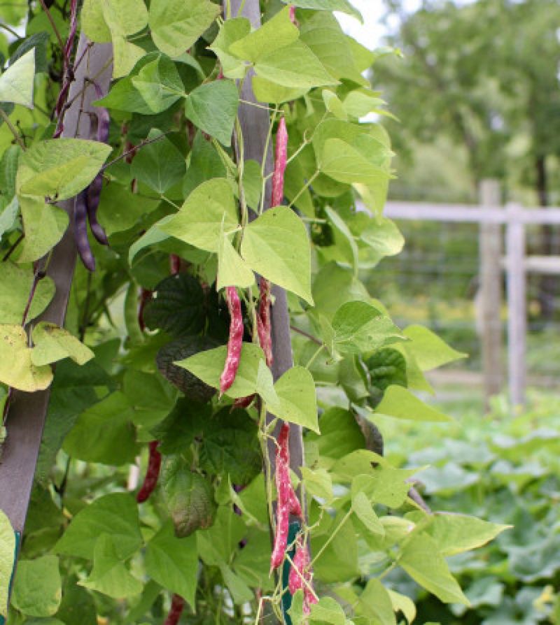 Pole Beans Climb Quickly And Save Space