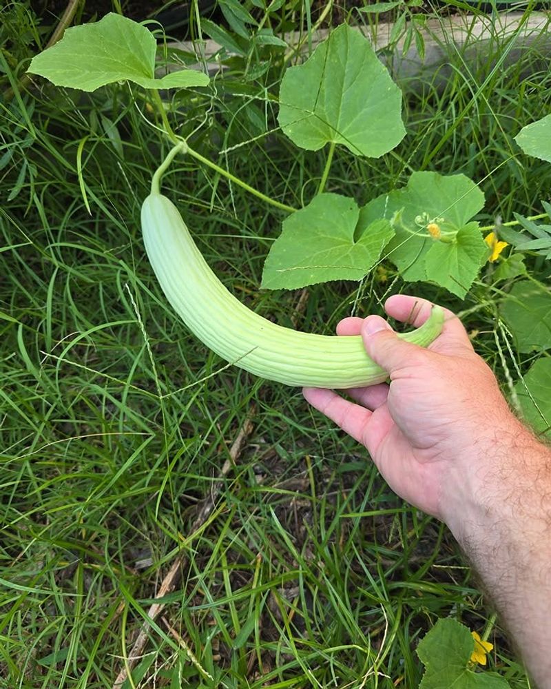 Armenian Cucumber Handles Heat Better Than Standard Varieties