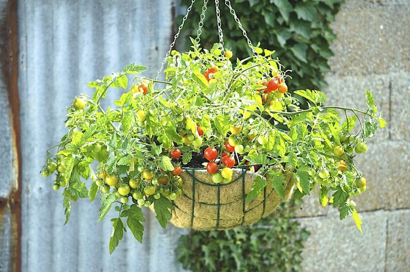 Dwarf Cherry Tomatoes Grow Well In Hanging Baskets