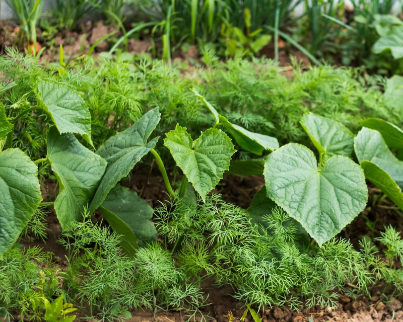 Dill (Anethum graveolens)