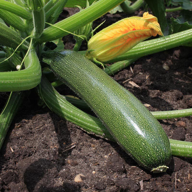 Zucchini (Cucurbita pepo)
