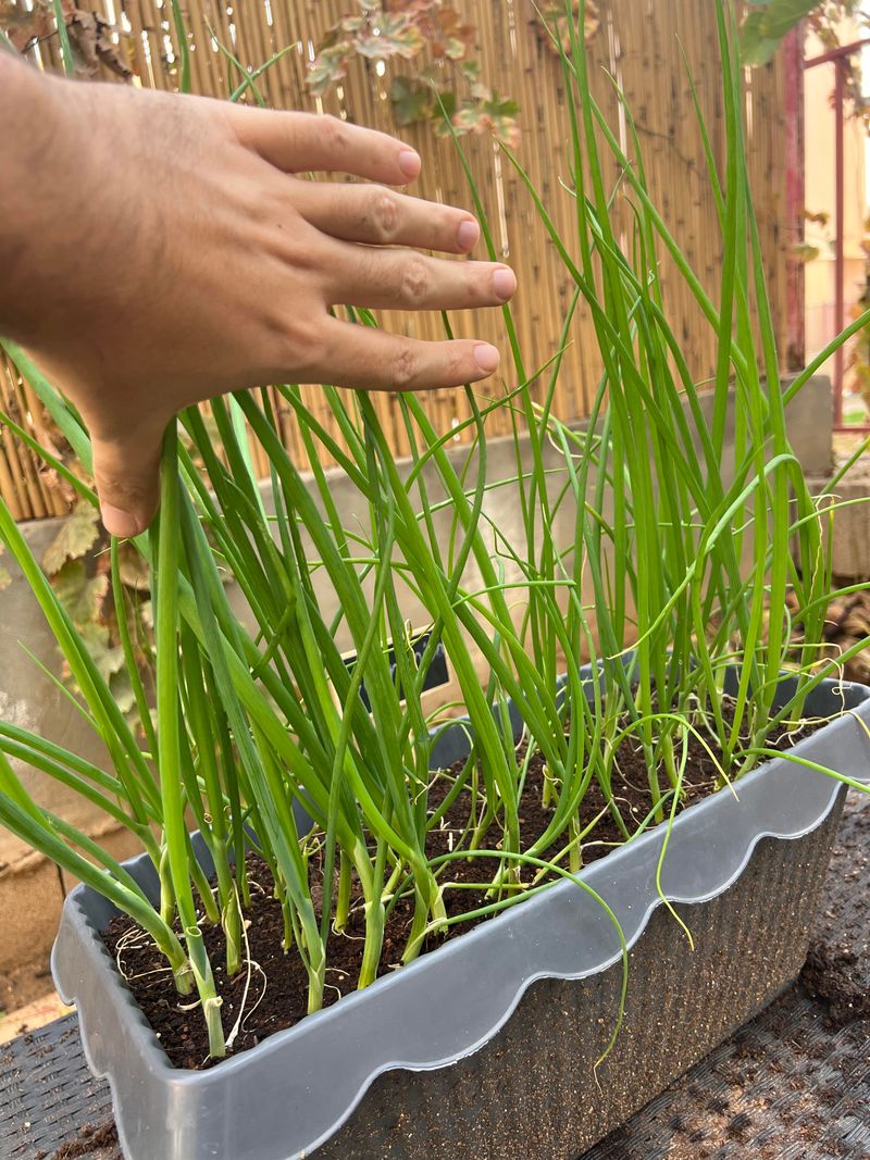 Green Onions Regrow Easily And Harvest Quickly