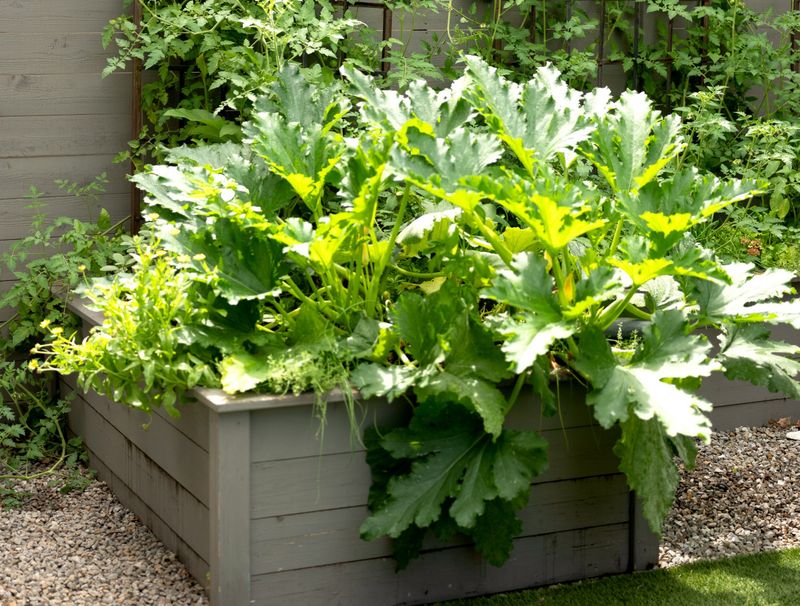 Zucchini Yields Summer Squash Fast And Easily