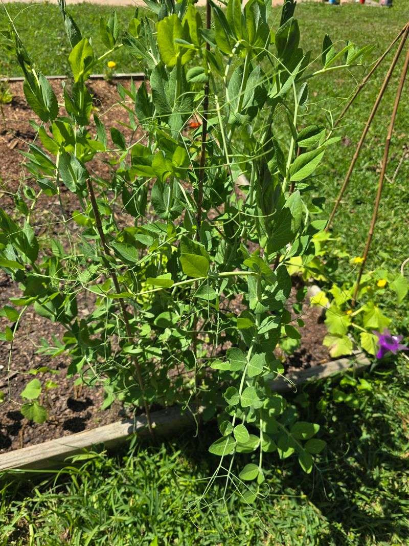 Peas Grow Fast In Cooler Spring Weather