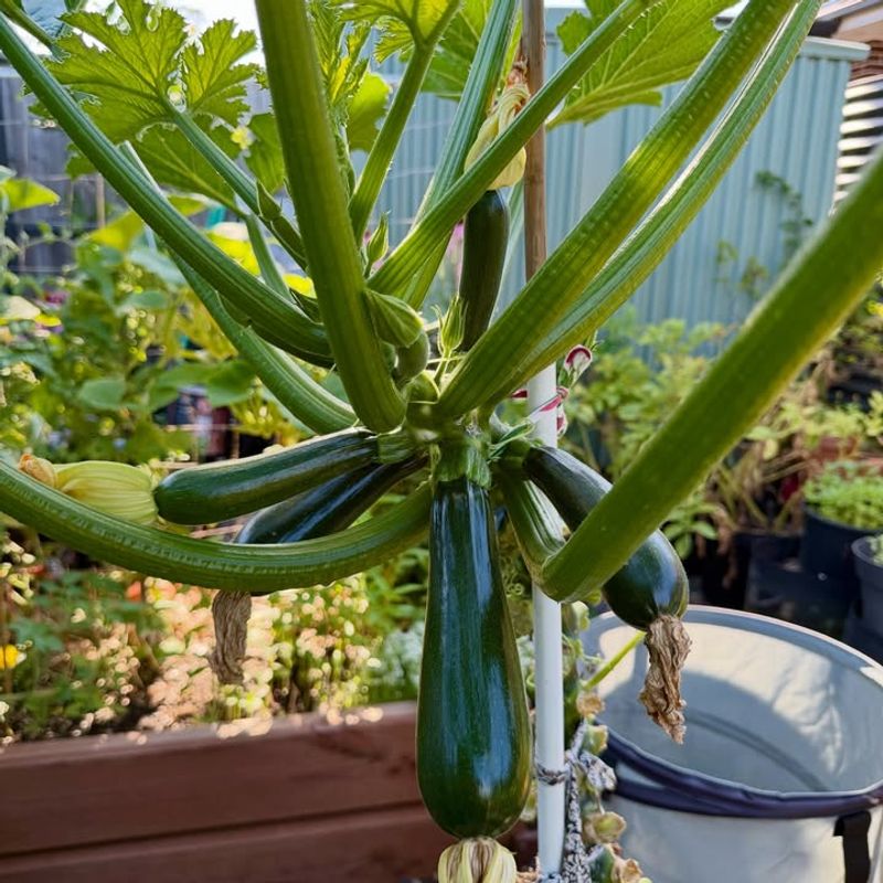 Zucchini Grows Fast And Produces Heavily