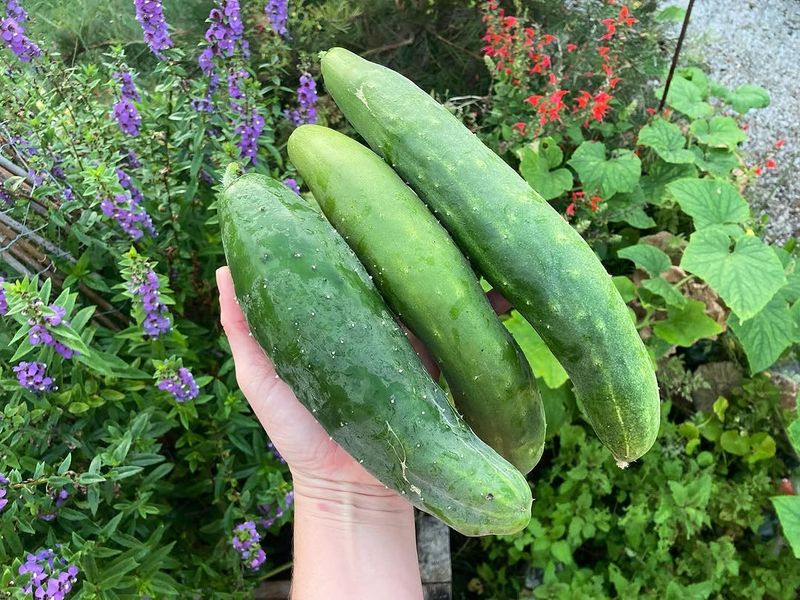 Cucumbers That Climb And Produce Fast