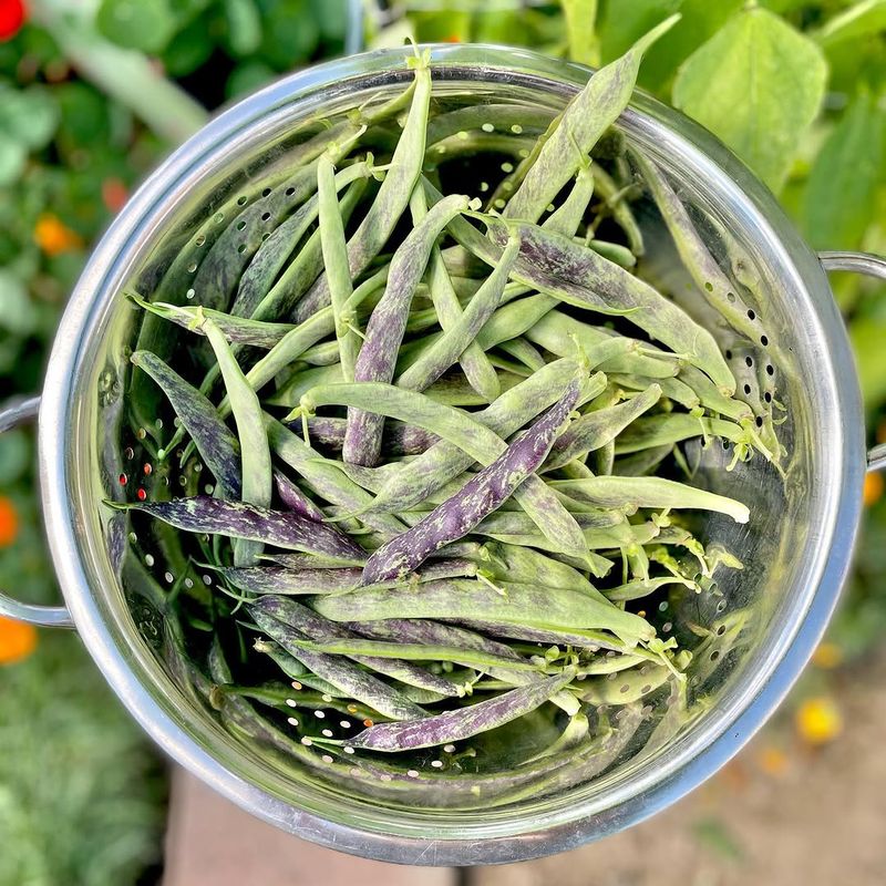 Pole Beans Climbing High And Producing Big