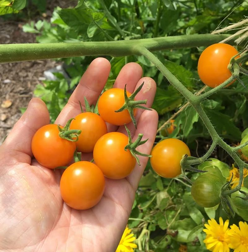 Sungold (Solanum lycopersicum 'Sungold')