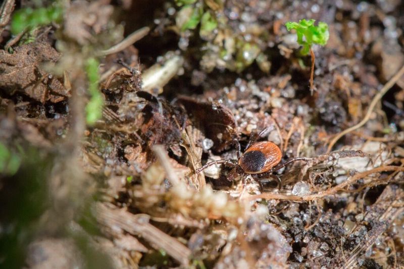 Leaf Litter Gives Ticks A Place To Hide
