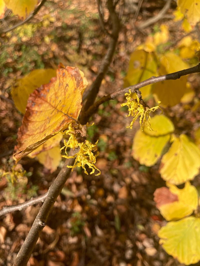 Common Witch Hazel (Hamamelis Virginiana)