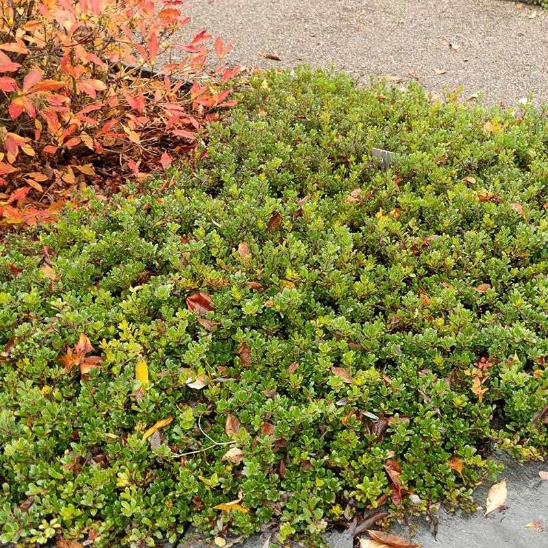 Bearberry Forms A Low Evergreen Carpet Year Round