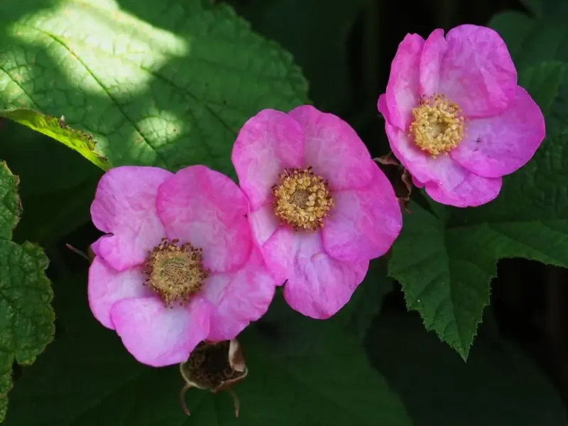 Purple-Flowering Raspberry Brings In Bees With Large Open Blooms