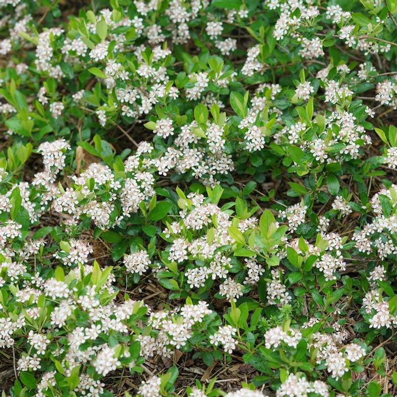 Black Chokeberry Adds Bold Fall Color And Wildlife Value