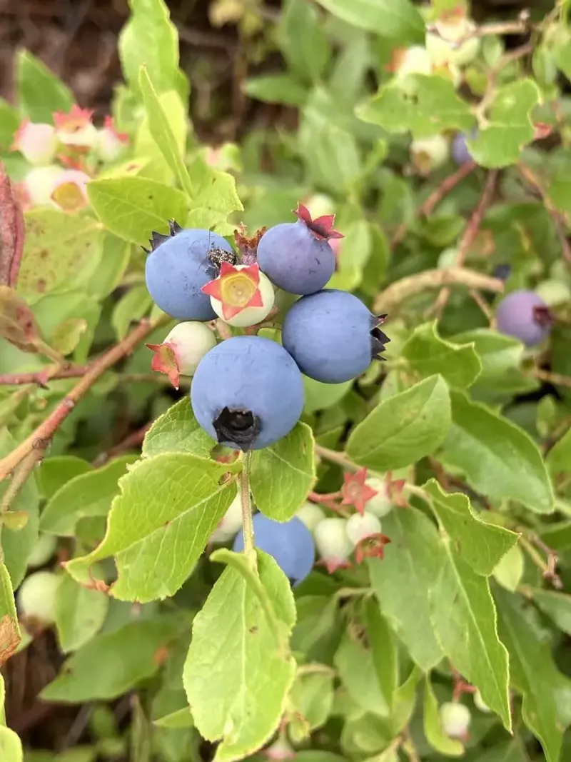 Lowbush Blueberry Offers Edible Ground Cover