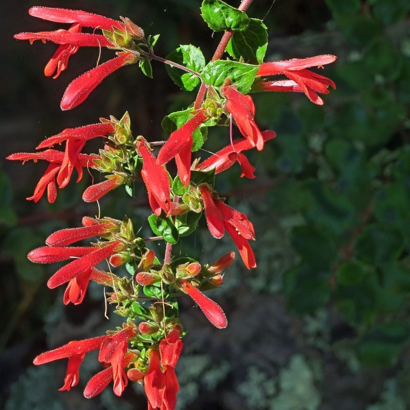 Heartleaf Keckiella With Soft Tubular Blooms