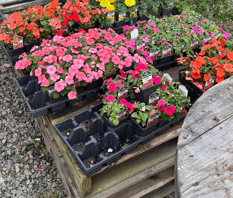 Impatiens 
