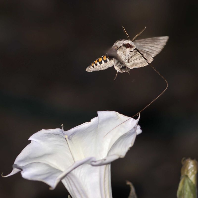 Moths Support Nighttime Pollination In Quiet Hours