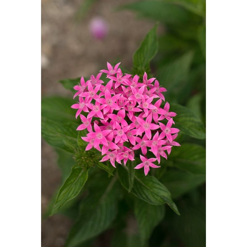 It Gives You Big Color Without Big Fuss