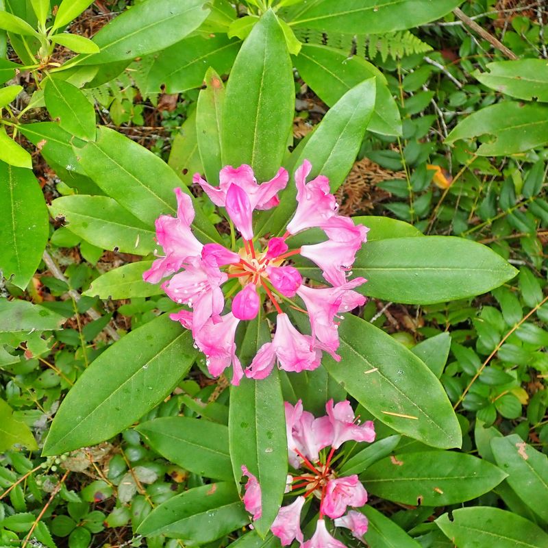 Pacific Rhododendron 