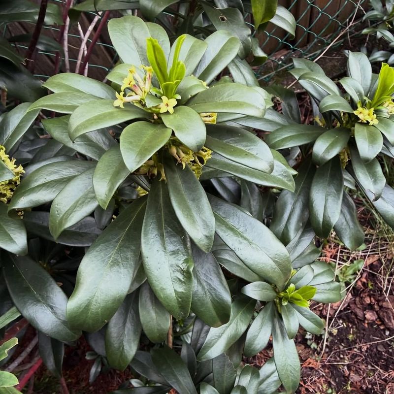 Spurge Laurel