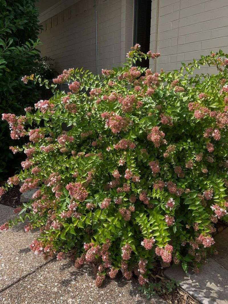 Abelia Produces Fuller Growth After Light Spring Pruning