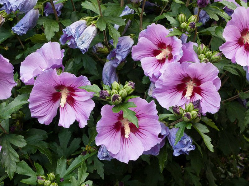 Rose Of Sharon (Hibiscus Syriacus)