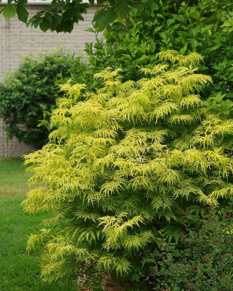 Overused Non-Native Evergreens