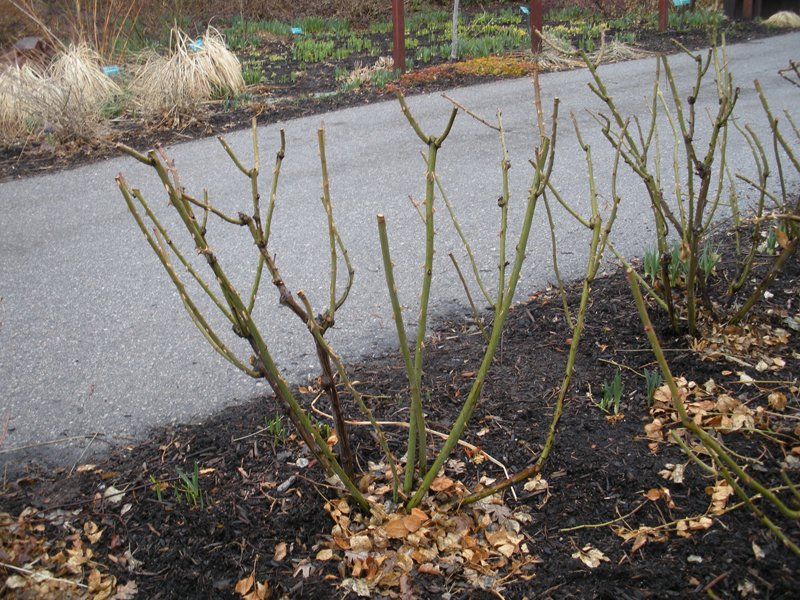 Roses Reward Timely May Pruning