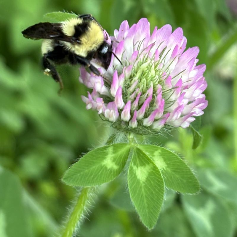 Clover Or Wildflowers Feed Pollinators Better Than Plain Lawn