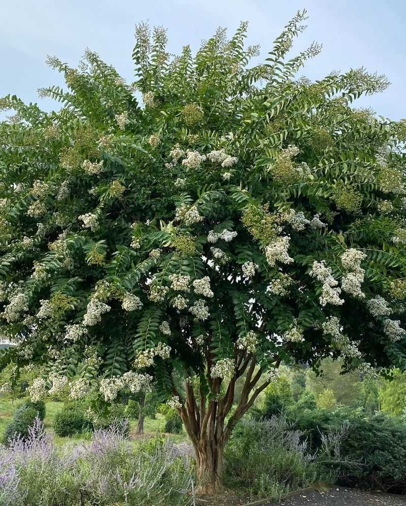 Crape Myrtle
