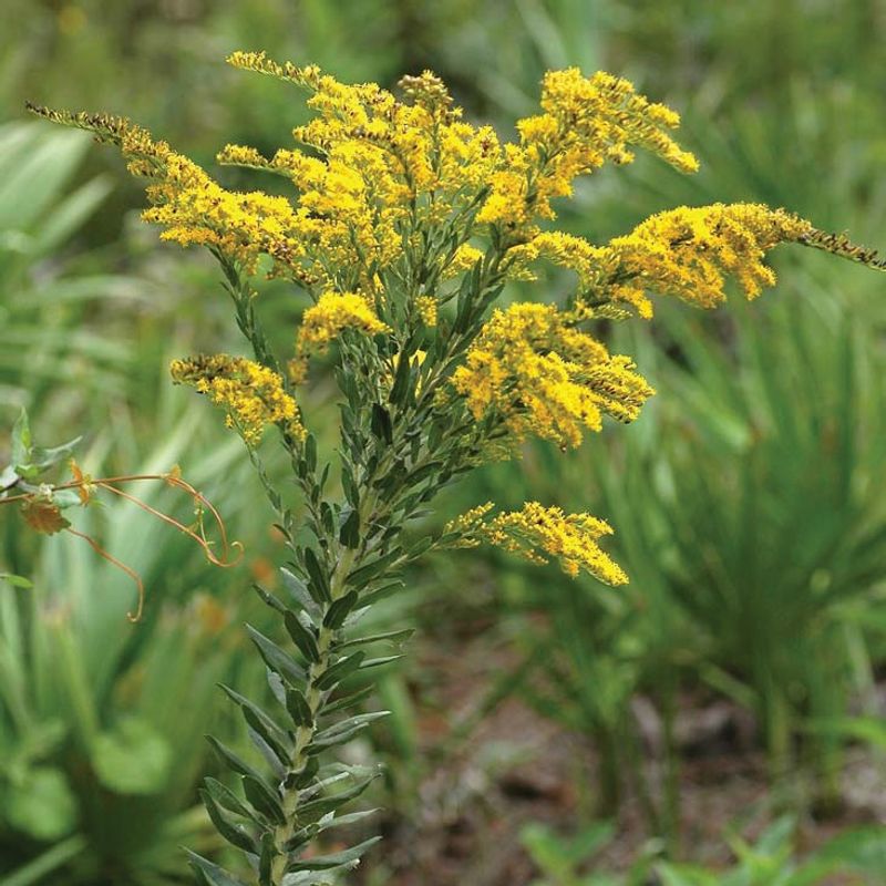 Goldenrod Builds Strong Growth Ahead Of Fall Color