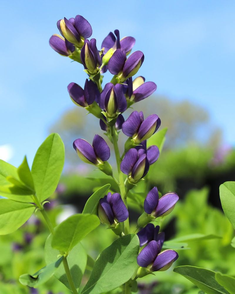 Blue False Indigo